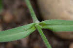 Sticky catchfly